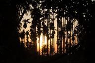 sunset-silhouette-coconut-garden-794572.jpg