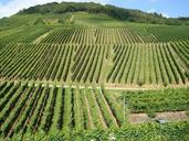 vineyards-winegrowing-nature-537807.jpg