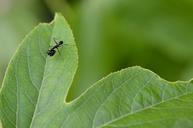 praying-mantis-black-passiflora-1197615.jpg