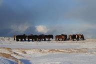 iceland-ponies-snow-wide-977528.jpg