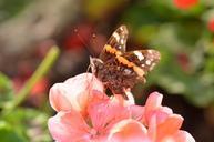 butterfly-pelargonium-flower-summer-600545.jpg