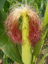 agriculture-cob-corn-fuchsia-green-87608.jpg