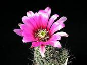 cactus-blossom-plant-flower-nature-386900.jpg