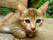 cats-kittens-animals-mammals-baby-205605.jpg