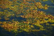 seaweed-algae-infestation-lake-1695521.jpg