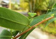 praying-mantis-green-flight-insect-174396.jpg