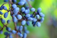 berries-blue-fruit-tree-berry-275935.jpg