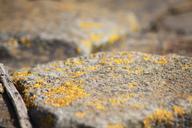 weave-stone-moss-close-macro-387828.jpg