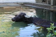 buffalo-water-buffalo-water-1060943.jpg