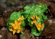 Buttercup-with-Shallow-Depth-with-waterdrop.jpg