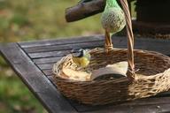 blue-tit-tit-bird-feeding-place-646844.jpg