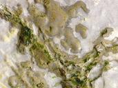 seaweed-sea-rock-ocean-algae-sand-1652699.jpg