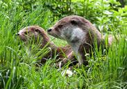 otter-animals-water-meadow-care-779458.jpg