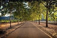 napa-valley-vineyards-farm-rural-849642.jpg