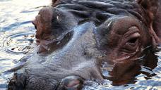 hippo-africa-zoo-fauna-park-1132786.jpg