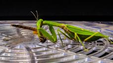 praying-mantis-fishing-locust-221006.jpg