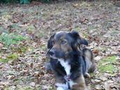 dog-irish-setter-border-collie-maja-657280.jpg