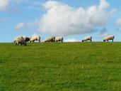 flock-of-sheep-sheep-rh%C3%B6n-sheep-57694.jpg