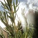 rosemary-herb-herbs-garden-natural-1637865.jpg