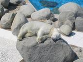 polar-bear-sun-sleep-tan-614721.jpg