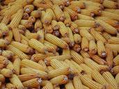 corn-yellow-yellow-corn-vegetables-501441.jpg