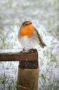 robin-erithacus-rubecula-bird-1149883.jpg