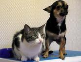 pets-dog-chia-hua-hua-cat-purebred-975023.jpg