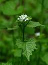 garlic-mustard-blossom-bloom-white-115311.jpg