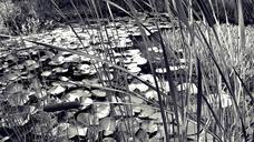 water-lilies-pond-nymphaea-reed-397716.jpg