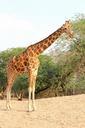 giraffe-zoo-park-grass-grassland-1015145.jpg