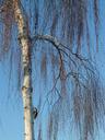 birch-tree-nature-tribe-bark-16415.jpg