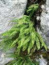 ferns-nature-stones-435469.jpg