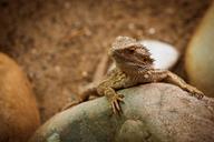 reptile-amphibians-zoo-animal-world-173129.jpg