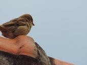 sparrow-birdie-roof-nature-bird-455833.jpg