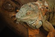 iguana-lizard-scaly-herbivorous-359187.jpg