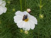 butterfly-cosmos-dance-661747.jpg