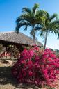 cuba-palm-trees-bush-thatched-roof-743584.jpg