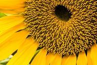 sunflower-sunflower-seeds-plants-139607.jpg