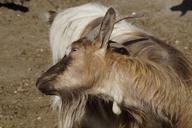 goat-scratch-horns-fur-332575.jpg