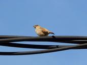 sparrow-cable-sky-1013036.jpg