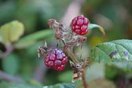 blackberries-fruit-plants-720236.jpg