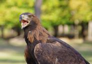 bird-raptor-adler-golden-eagle-63807.jpg