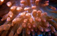 underwater-scuba-diving-fauna-1175402.jpg