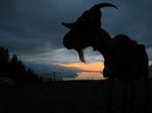 goat-in-the-evening-sunset-light-542796.jpg