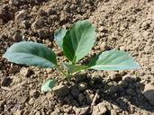 kohlrabi-seedling-field-plug-1418302.jpg