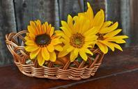 sunflowers-flowers-basket-yellow-82852.jpg