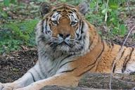 amurtiger-tiger-cat-carnivores-1415254.jpg