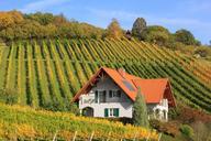 vineyard-landscape-nature-wine-199163.jpg