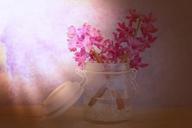 flowers-hyacinth-pink-glass-747197.jpg