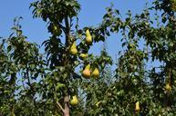 pear-orchard-fruit-tree-farm-fall-453827.jpg